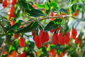Goji Berry